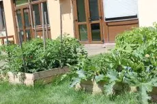 potager bacs surélevés