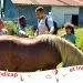 slide equitherapie PDC Catherinette